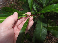 Sideroxylon foetidissimum