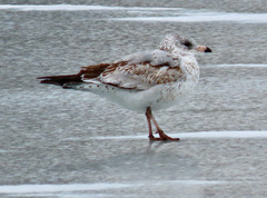 Larus delawarensis