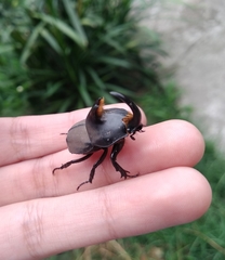 Diloboderus abderus