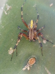 Neoscona oaxacensis