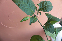 Capsicum annuum