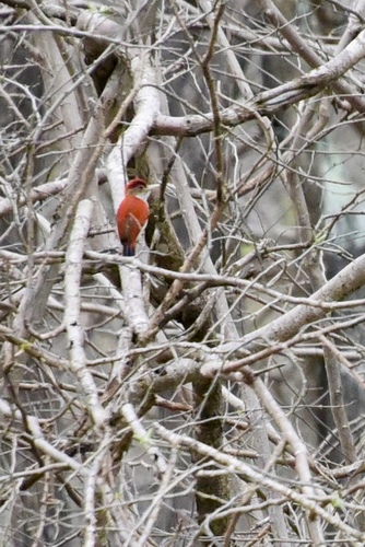 Veniliornis callonotus