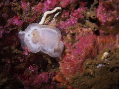 Goniodoris nodosa