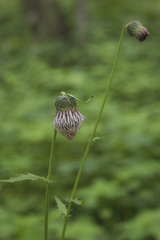 Cirsium schantarense