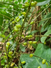 Synechanthus