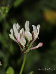 Trifolium clypeatum
