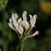 Trifolium clypeatum - Photo (c) Dmitry Savikovsky, alguns direitos reservados (CC BY-NC-ND), uploaded by Dmitry Savikovsky