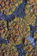 Variospora flavescens