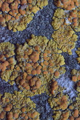 Variospora flavescens