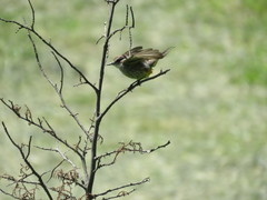 Pyrocephalus rubinus