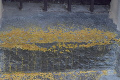 Variospora flavescens