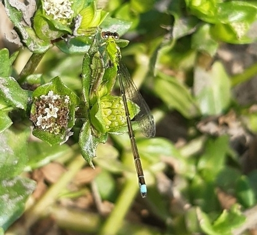 Azulillo esfinge