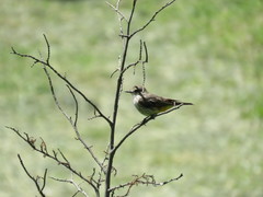 Pyrocephalus rubinus