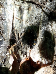 Nicrophorus sayi