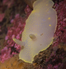 Cadlina laevis