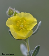 Helianthemum stipulatum