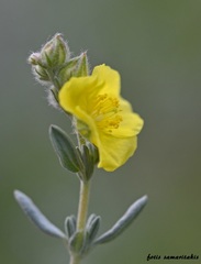 Helianthemum stipulatum