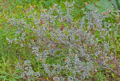 Helianthemum stipulatum