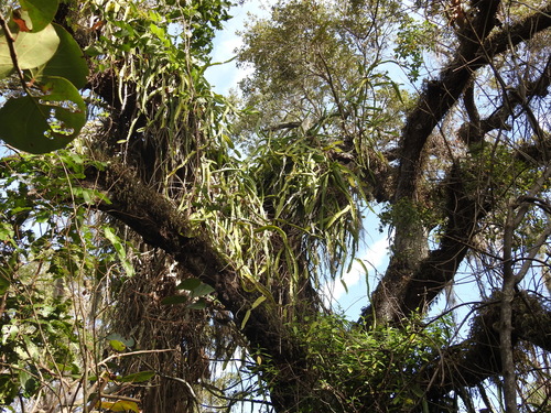 Selenicereus undatus