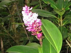 Elleanthus glaucophyllus