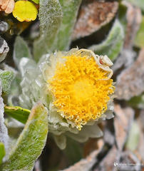 Helichrysum doerfleri