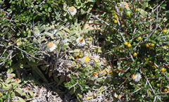 Helichrysum doerfleri
