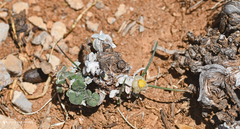 Helichrysum doerfleri