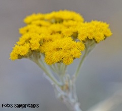 Helichrysum heldreichii