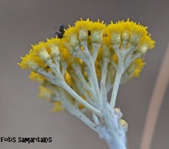 Helichrysum heldreichii