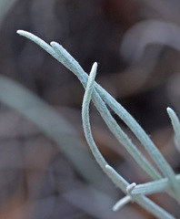Helichrysum heldreichii