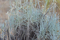 Helichrysum heldreichii