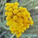 Curry Plant - Photo (c) fotis-samaritakis, some rights reserved (CC BY-NC), uploaded by fotis-samaritakis