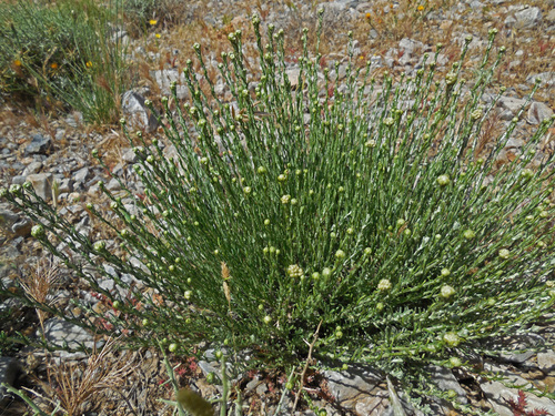 Curry plant
