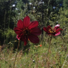 Cosmos scabiosoides
