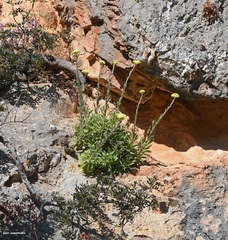 Helichrysum orientale