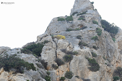 Helichrysum orientale