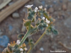 Heliotropium dolosum