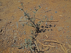 Heliotropium dolosum