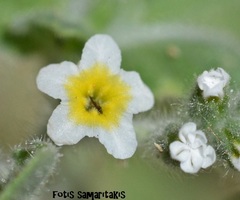 Heliotropium hirsutissimum