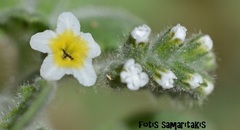 Heliotropium hirsutissimum