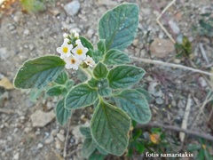 Heliotropium hirsutissimum