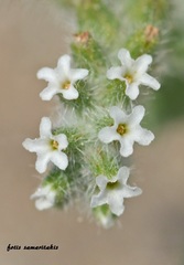 Heliotropium supinum