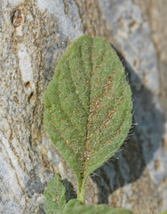 Heliotropium supinum