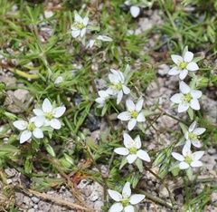 Spergularia flaccida