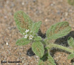 Heliotropium supinum