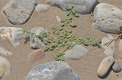 Heliotropium supinum