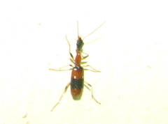 Ophionea indica