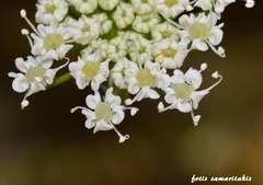 Hellenocarum multiflorum