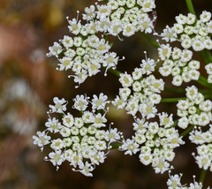 Hellenocarum multiflorum