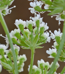Hellenocarum multiflorum